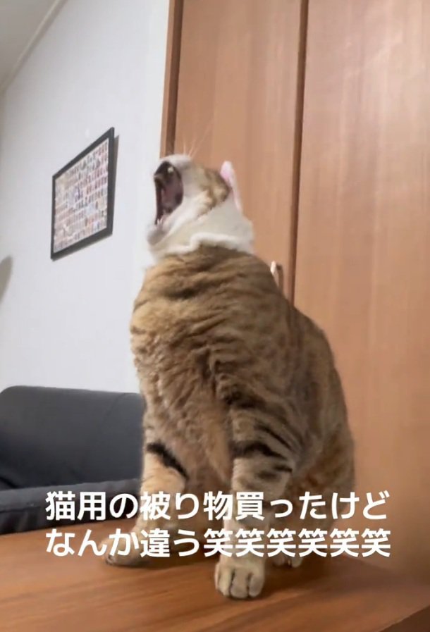 口を開けるししゃもくん