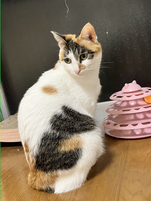 振り向く三毛猫