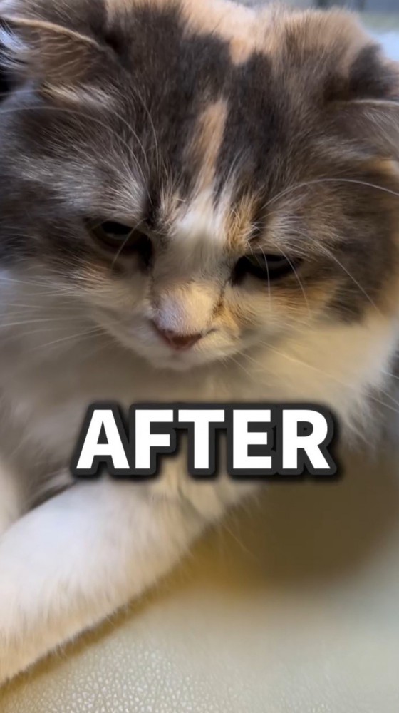 毛を乾かしてふわふわの見た目になった猫