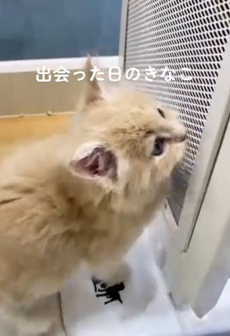 ショーケースの中にいる子猫
