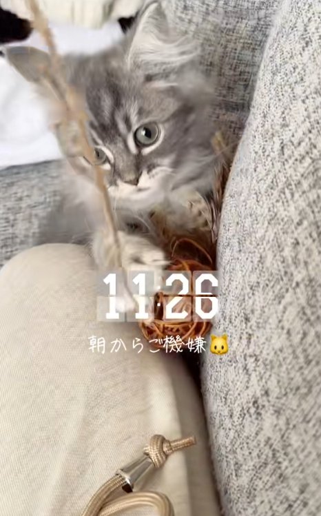 おもちゃに飛びついて遊ぶ猫