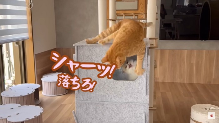 猫を煽る子猫