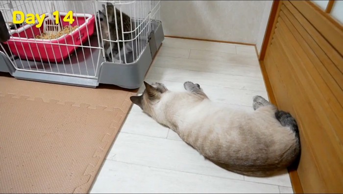子猫のケージの前で寝転がる成猫