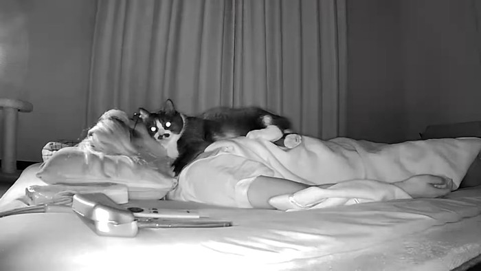 暗闇(こちらを向くまめちゃん)