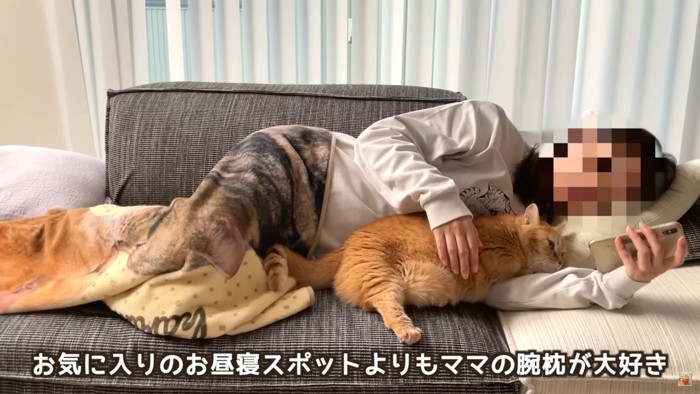 テロップ「お気に入りの~」