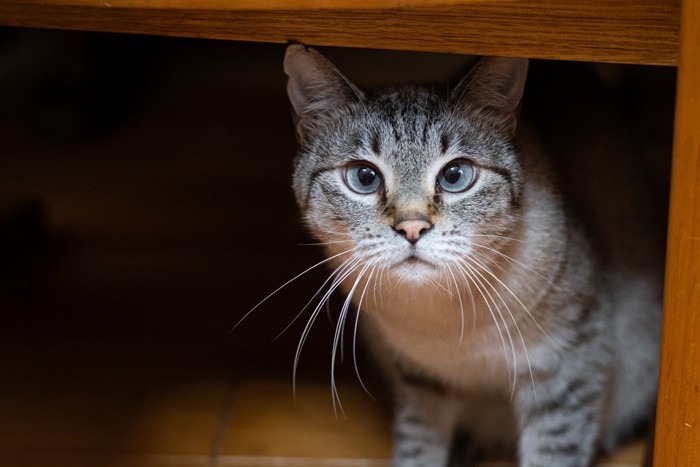 家具の下からこちらを見ている猫