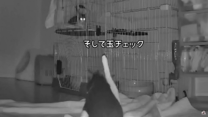 かんたろうの脱走劇2