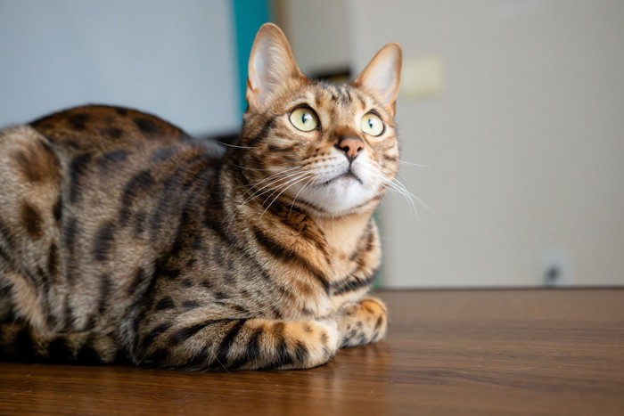 揺れる洗濯物を眺める猫