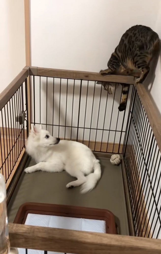 ケージに登り逆さまになる猫