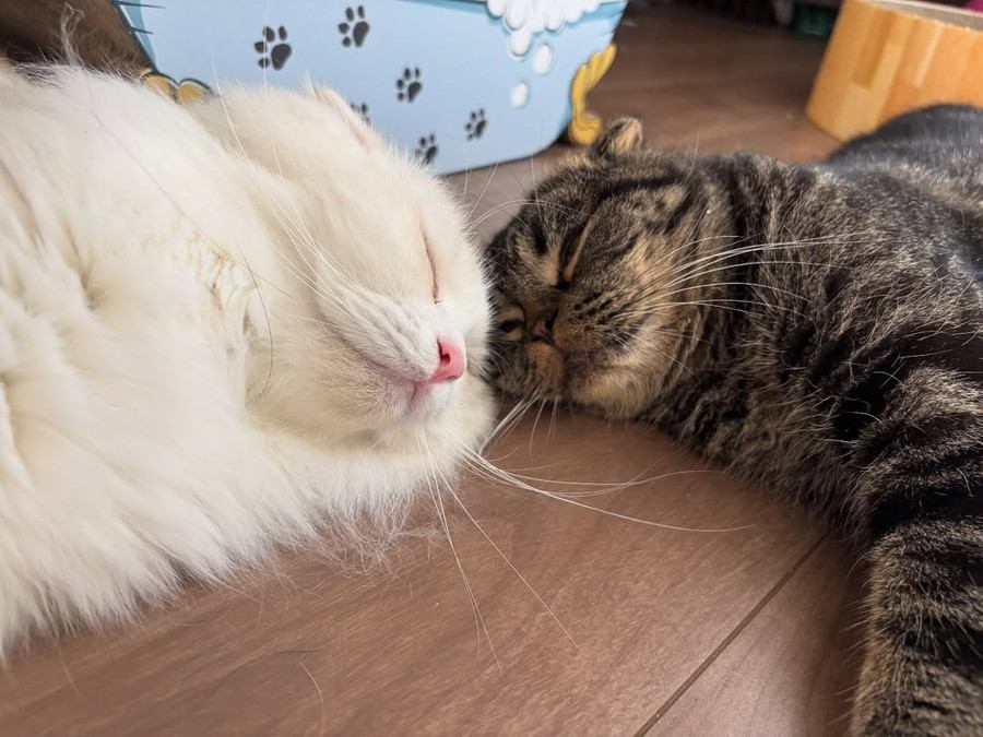 窓の外を見ている2匹の猫