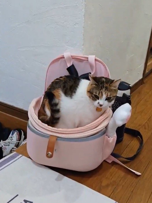 カバンの中に全身を入れた猫