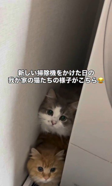 洗濯機の裏に隠れている猫