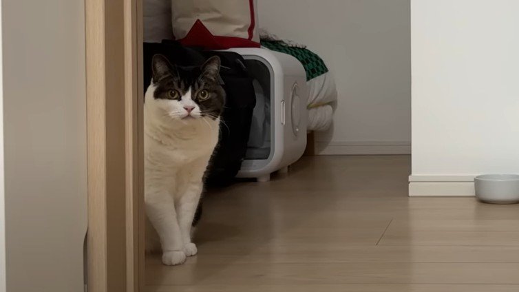 部屋の陰から見つめる猫