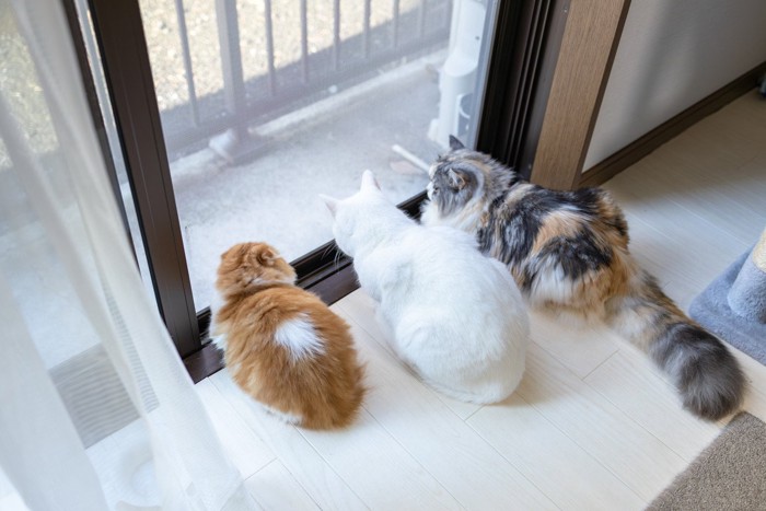 網戸の外を監視する3匹の猫