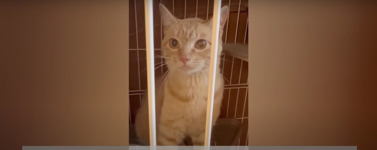 ケージの中の猫