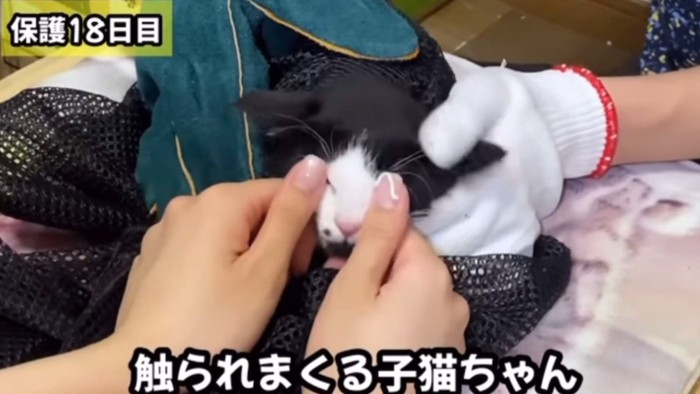 顔を触られる子猫