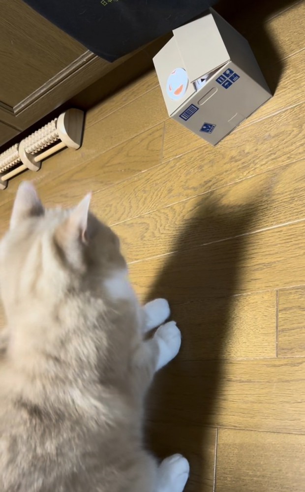 貯金箱の音にびっくりするスコティッシュフォールド