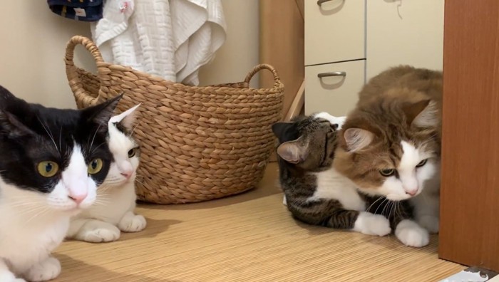 押しのけてくるパパ