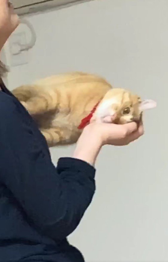 横向きに抱っこされている猫