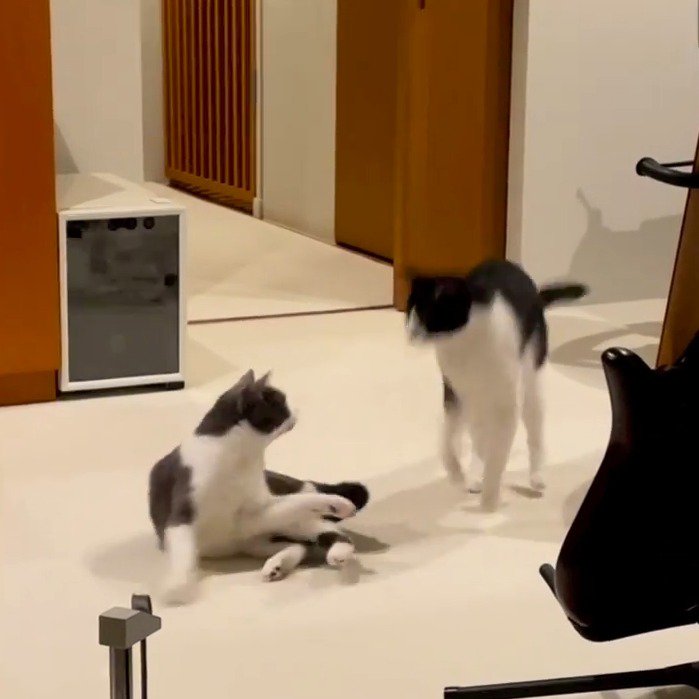 妹猫が動いたことで体勢を立て直す兄猫