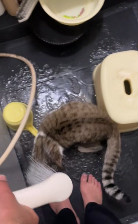 シャワーの水が頭にあたっている猫