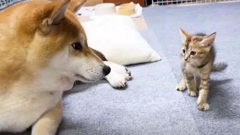 柴犬と子猫