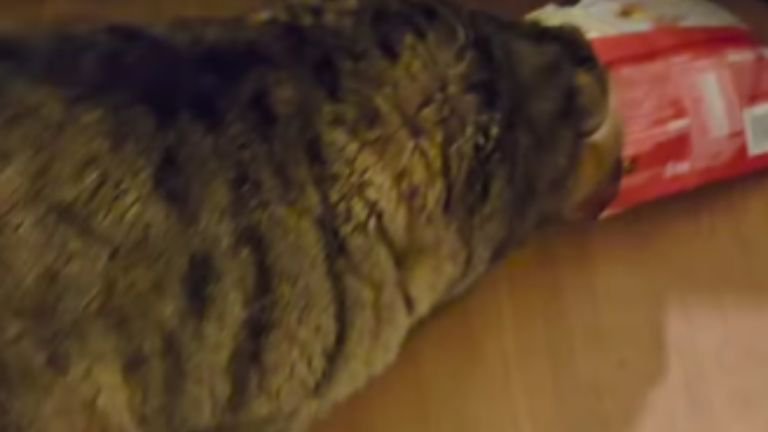 お菓子の袋を被っている猫