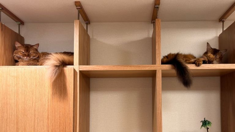 棚に入っている猫