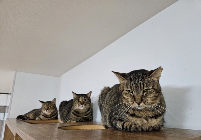 3匹の猫