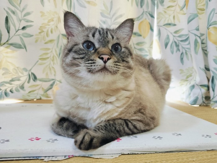 落ち着いてマットに座り込む猫