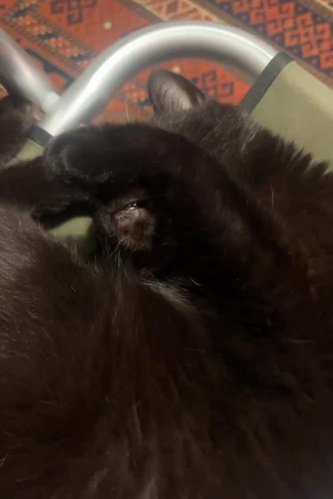 顔を隠している猫