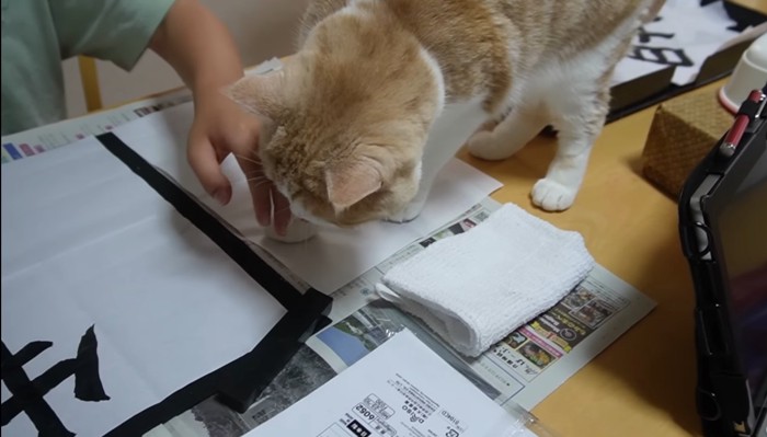 止められるきにゃこちゃん