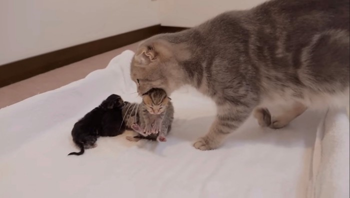 子猫が兄弟猫のところへ到着したところ