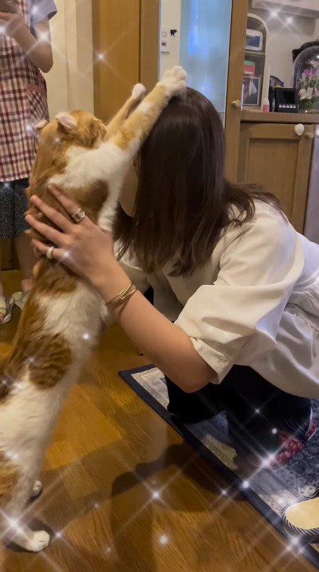 女性に抱っこしてもらうため前足を伸ばす猫