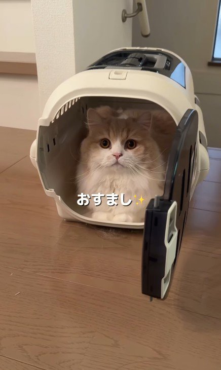 キャリーケースの中の猫