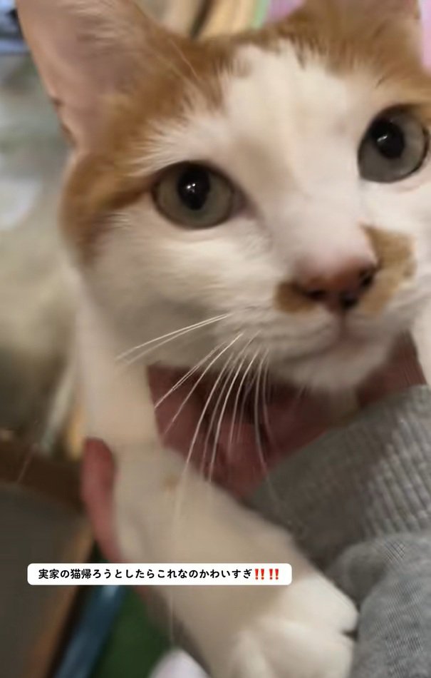 可愛い顔のねこちゃん