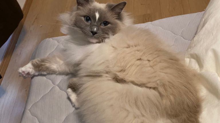 寝転がっている猫