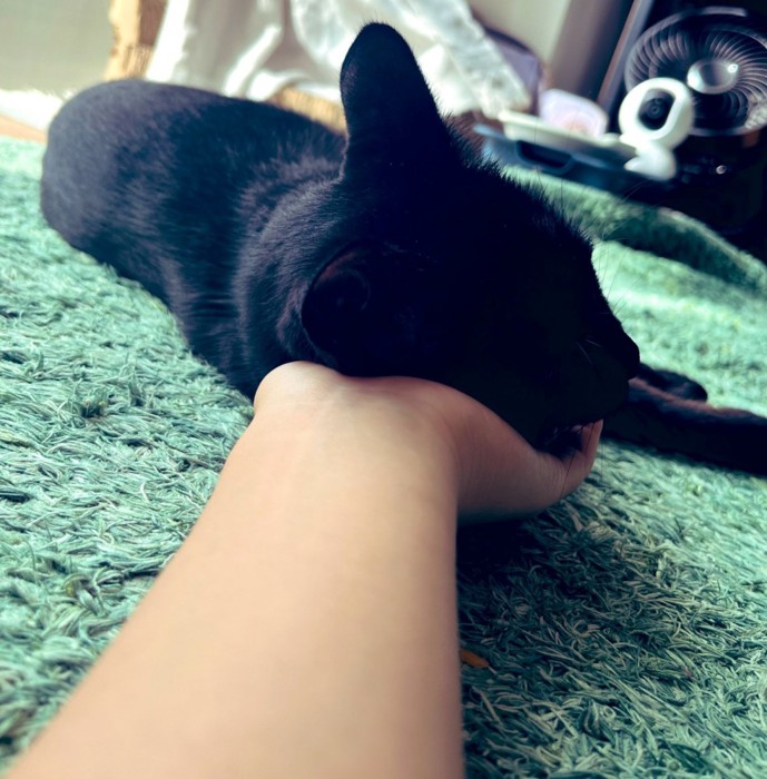 手に顔をスリスリする黒猫