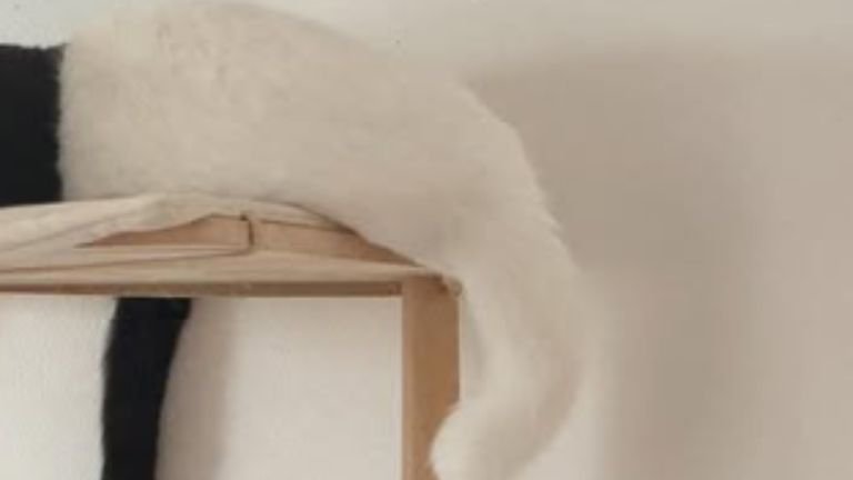 寝ている2匹の猫