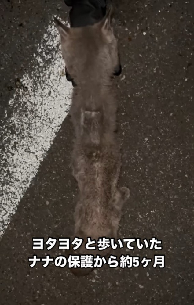 上から見たやせた猫