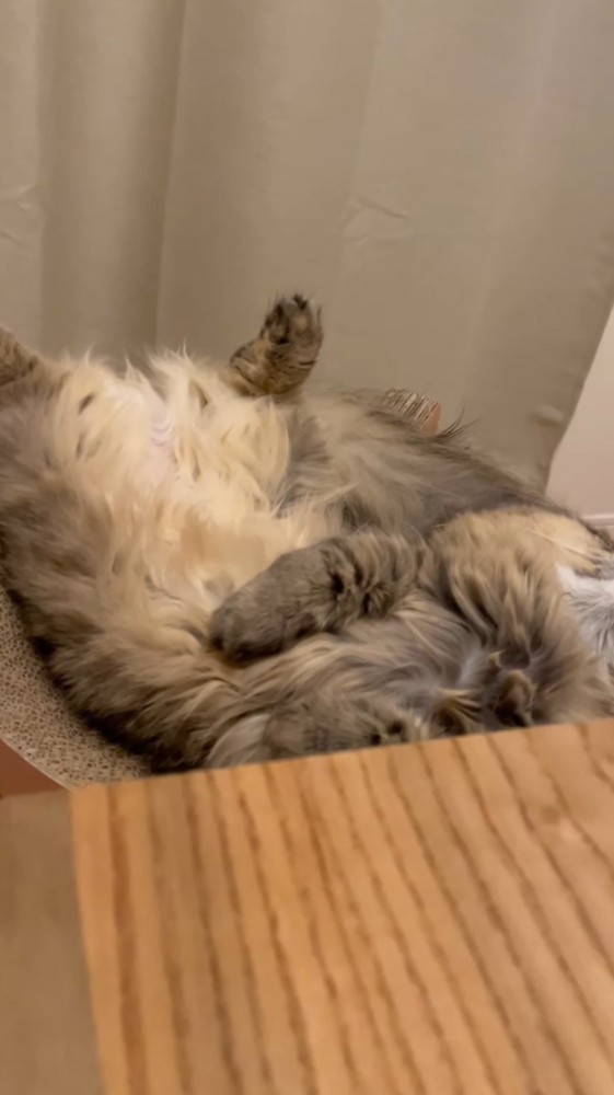 ベッド型爪研ぎの上で横になっている猫に近づく飼い主