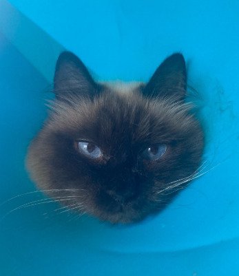 青い背景に猫の顔