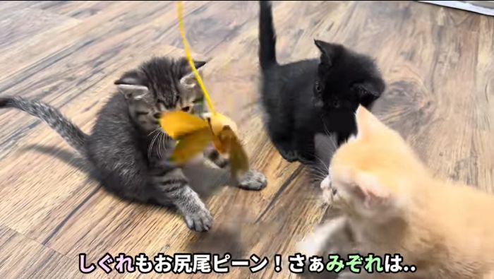 しぐれちゃんも参戦