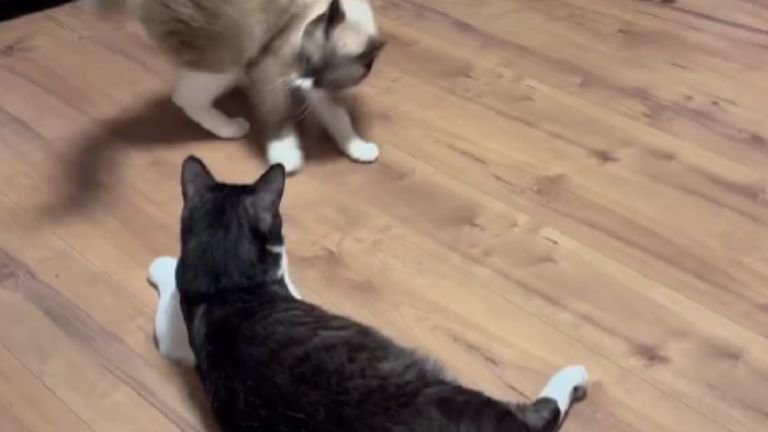 室内にいる猫たち