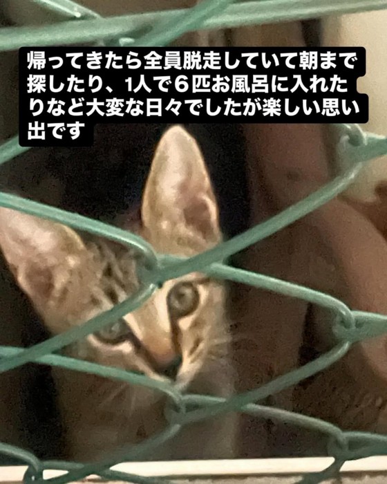金網の無効にいる子猫