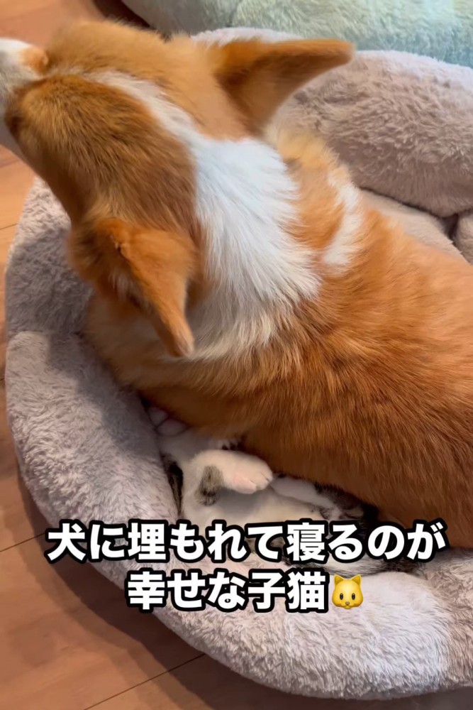 ペットベッドにいる犬