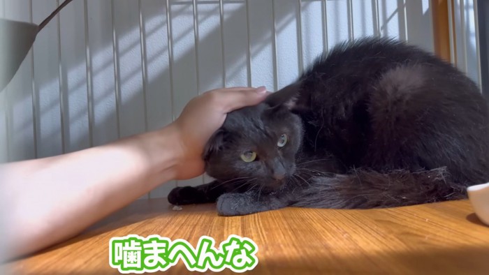撫でられている黒猫
