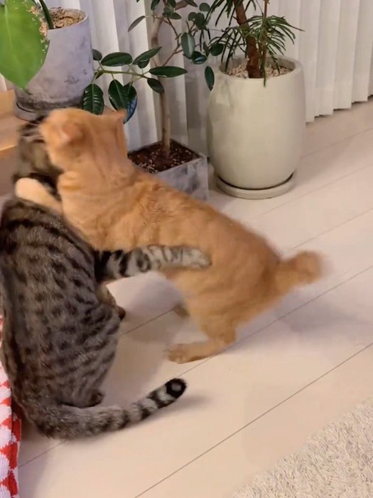 キジトラ猫に飛びかかる茶トラ