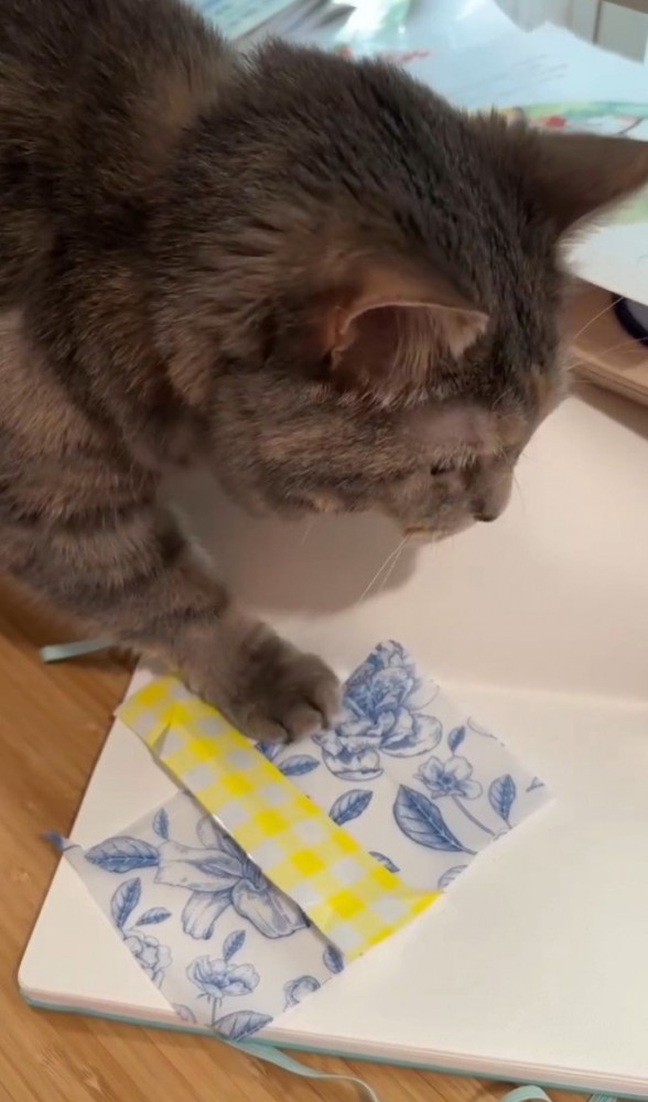 猫、青と黄色の紙