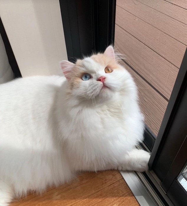 オッドアイの猫